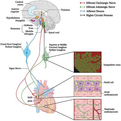 Neurohumoral Cardiac Regulation: Optogenetics Gets Into the Groove